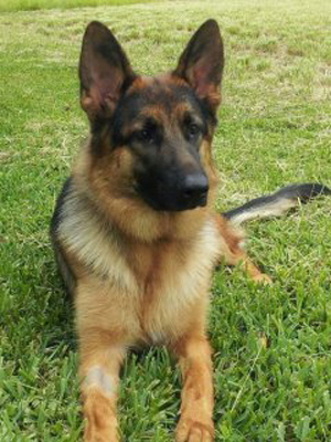 TRAINED PROTECTION DOGS FOR SALE