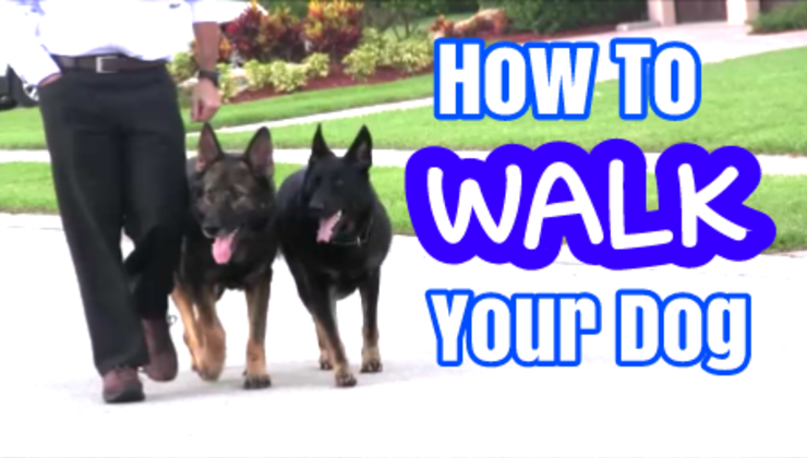 How to Walkk Your Dog